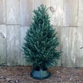 thumbnail image 1 of National Plant Network Real Fraser Fir 5' Tall Fresh Cut Christmas Tree, 1 of 7
