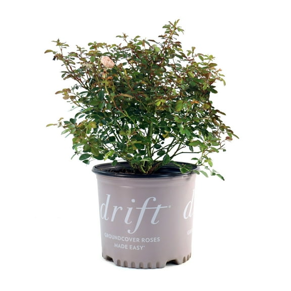 National Plant network 3 gal. Drift Rose Apricot