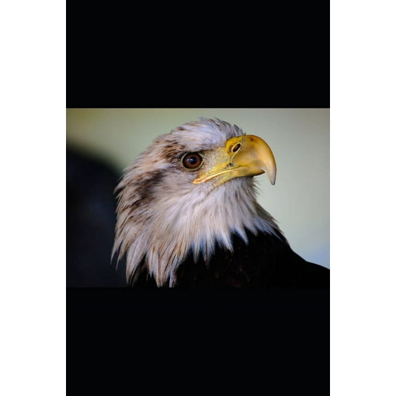 National Security (Paperback)