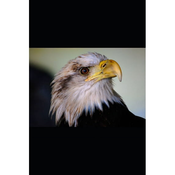National Security (Paperback)