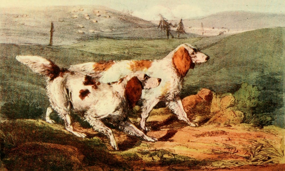 National Sports of GB 1903 Setters Copy Canvas Art - Henry Alken (24 x 36)