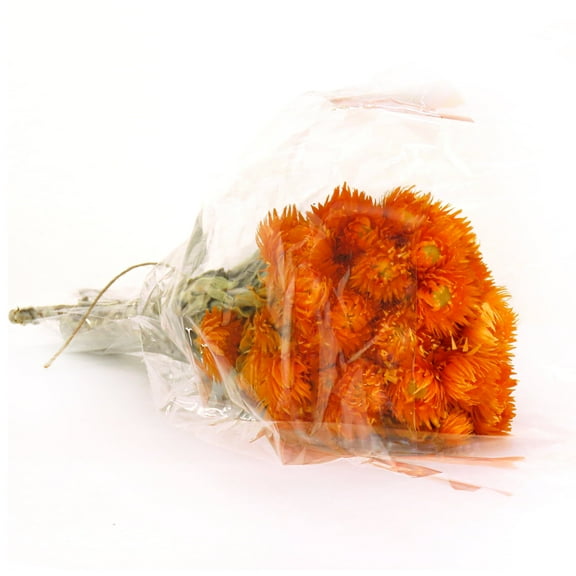16 in. Dried Orange Capeblumen Flowers Bouquet