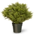 thumbnail image 1 of 28 in. Globe Juniper, 1 of 3