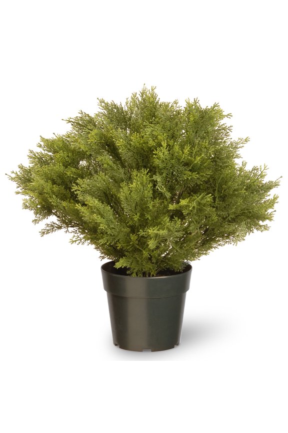 28 in. Globe Juniper