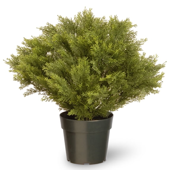 28 in. Globe Juniper