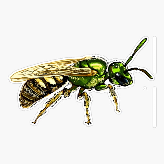 Native Bee Science Species Sticker