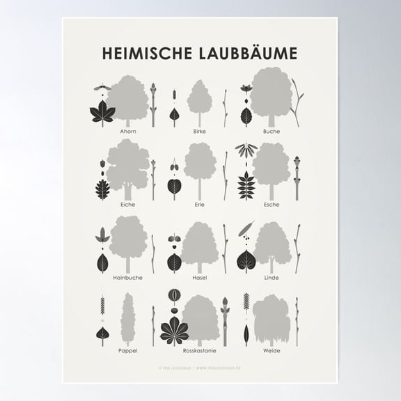 Native Deciduous Trees, Tree Species Or Trees Infographic / Display Board (German) Poster Wall Art, Modern Wall Decor For Living Room Bedroom, 24x36 UNFRAMED