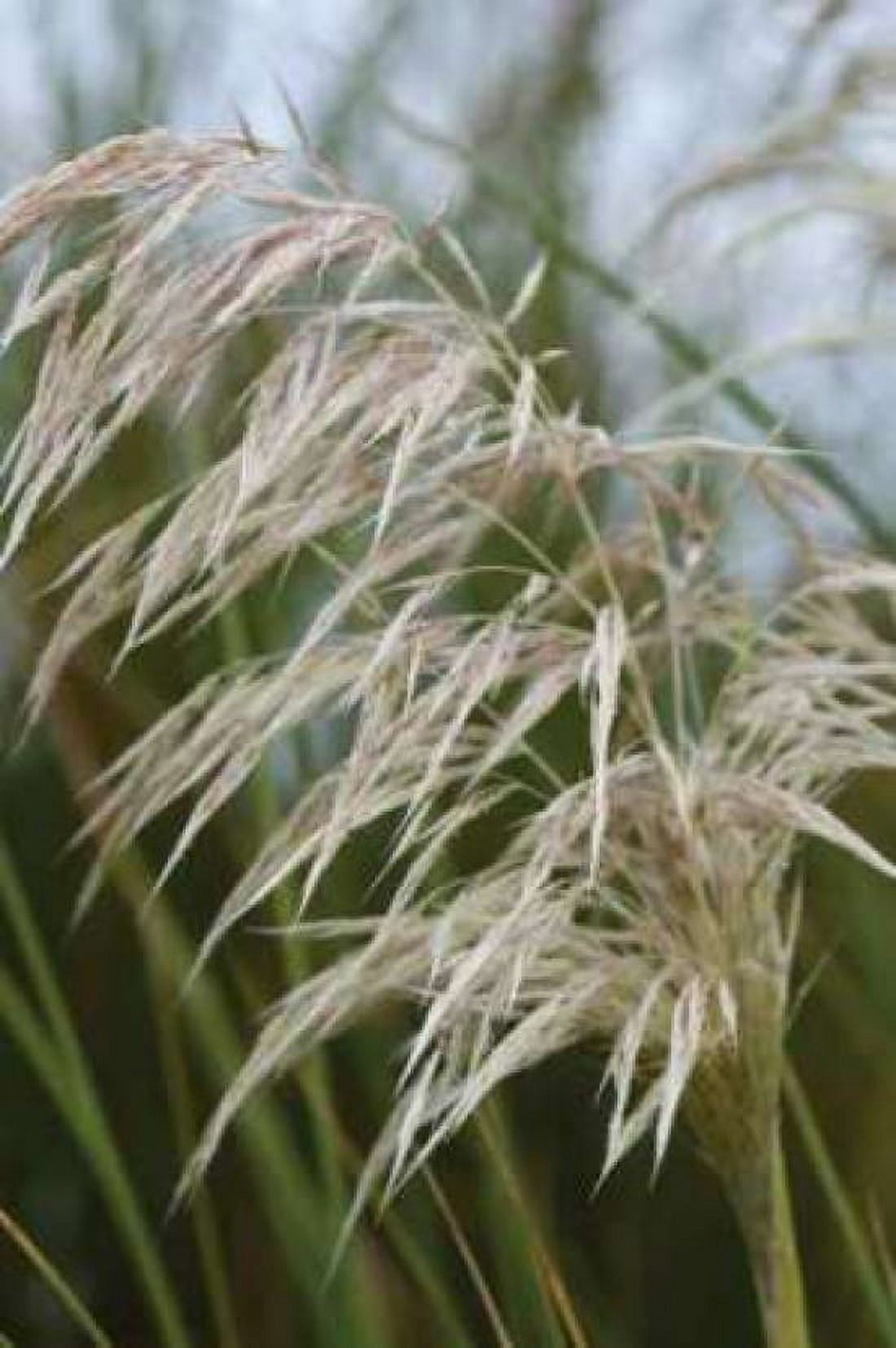 Native Grass I Canvas Art - Erin Berzel (20 x 28)