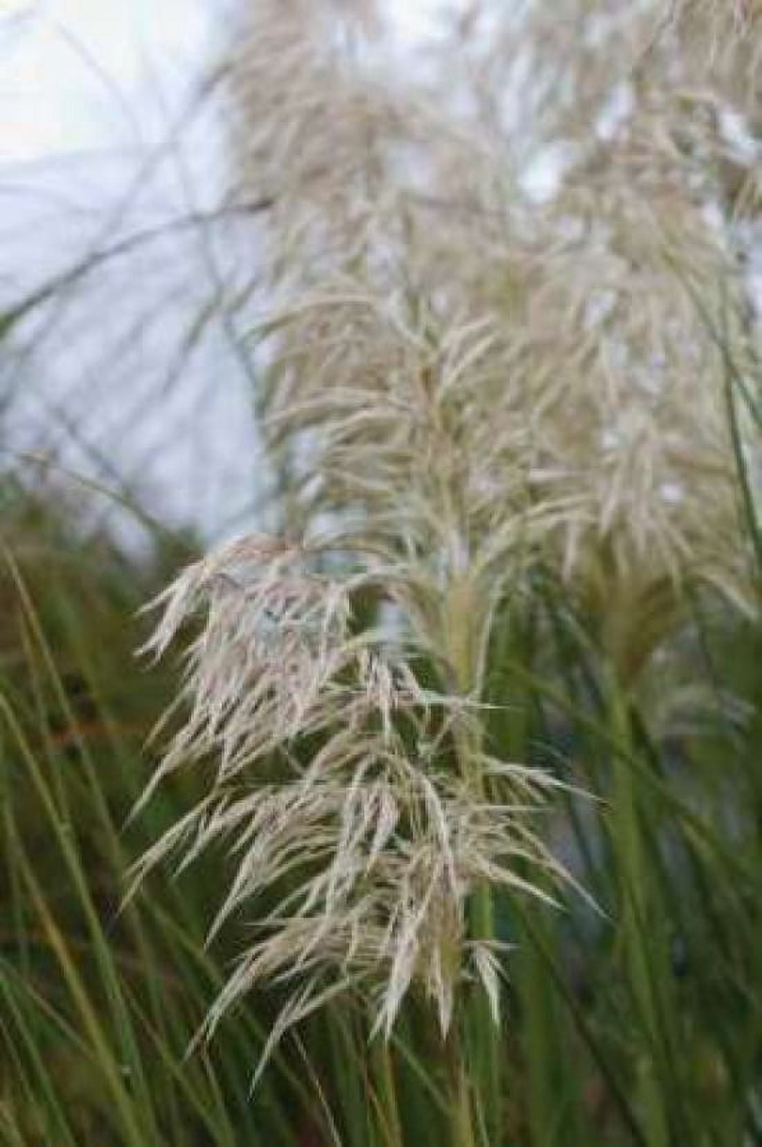 Native Grass II Canvas Art - Erin Berzel (20 x 28)