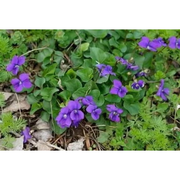 Native Purple Violet Plants (Viola Sororia) Live Plants in 2.5" Grower Pot (6 Count)