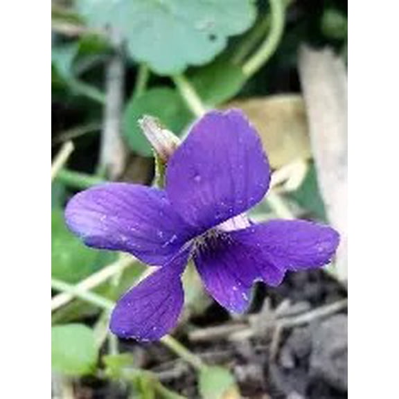 Native Purple Violet Plants (Viola Sororia) Live Plants in 3.25" Growers Pots (4 Count)