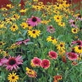thumbnail image 1 of Gurney's Native Wildflower Mixture 300 Plant Seeds, 1 of 2