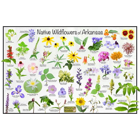 Native Wildflowers of Arkansas Flower Poster - Wildflower Science Chart
