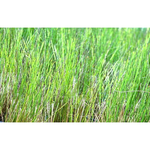 Native plant Juncus effusus Common Rush, Soft Rush Grass in a 1 Trade Gallon Pot, 0.667 gallons dirt