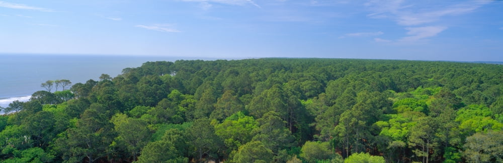Native trees at Hunter Island near Hilton Head South Carolina Canvas Art - Panoramic Images (36 x 12)