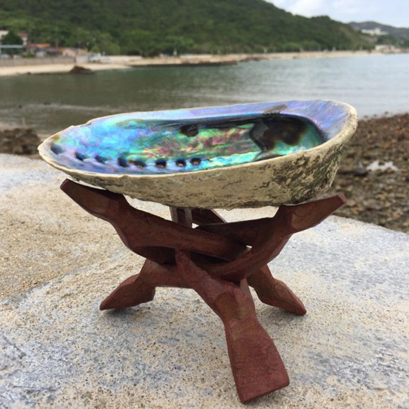 Natural Abalone Shell Unpolished Sea Shell 14 to 15cm Aquarium Decor Coastal Home Display Ornament