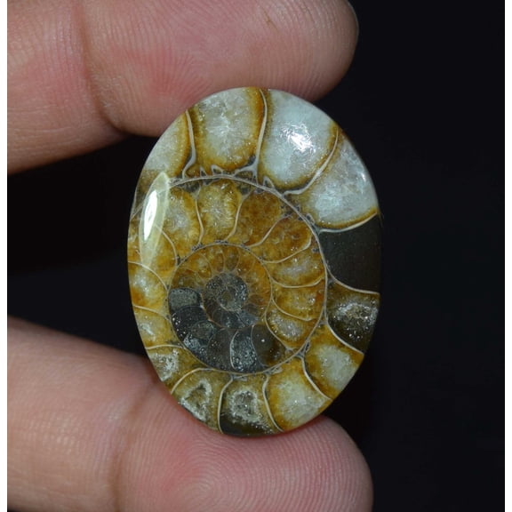 Natural Ammonite Fossil Cabochon Loose Gemstone 55.50 Cts