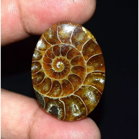 Natural Ammonite Fossil Cabochon Loose Gemstone 61.00 Cts