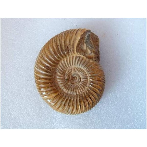 Natural Ammonite Fossil from Madagascar, 100200g Collectible Specimen