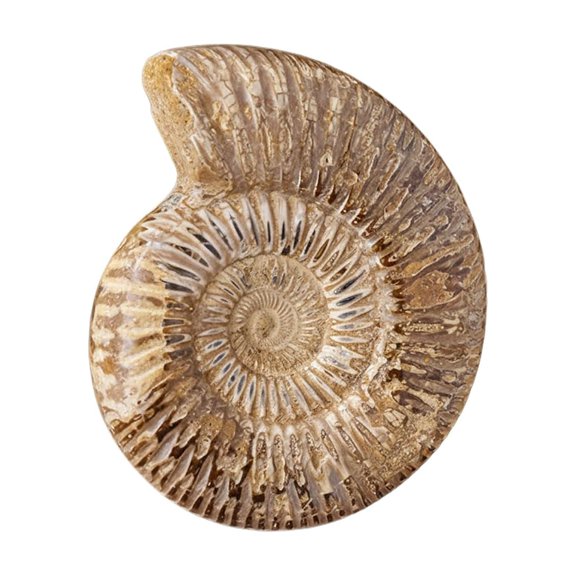 Natural Ammonites Fossil Raw Gemstone from Madagascar 150G-200G, Raw Shell Specimen Madagascar Ammonite Rough Stones for Decor Shell Fossil