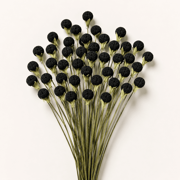 Natural Black Dried Craspedia Billy Balls, Boho Dried Thistle Flowers