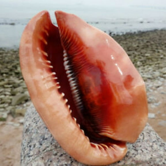 Natural Bull Mouth Conch Shell Coral Sea Snail Ornament for Fish Tank Aquatic Decor and Coastal Home Decoration