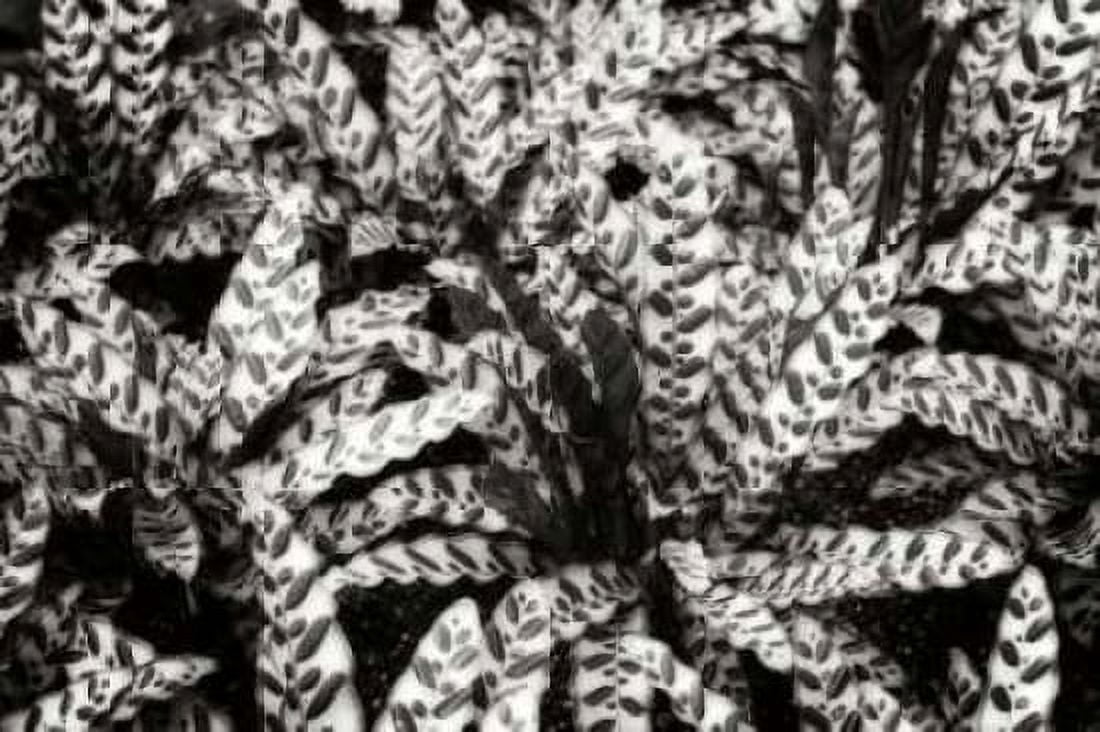Natural Camouflage Canvas Art - Alan Hausenflock (20 x 28)