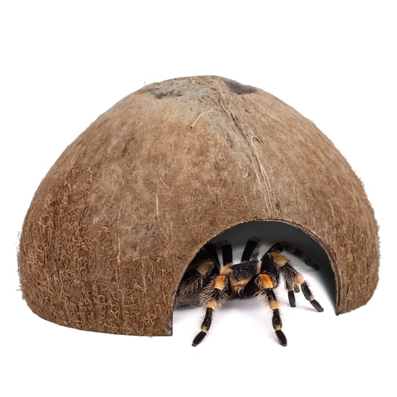 Natural Coconut Reptile Hideouts, Guinea Pig Hideout, Lizard, Spider and Aquarium Fish Hide Cave (Natural Surface)