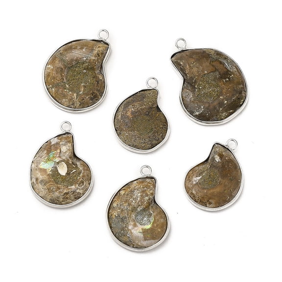 Natural Conch Fossil Pendants Fossil Snail Charms with Brass Findings Shell Platinum 24-35x16-26x4-8mm Hole: 2.5mm