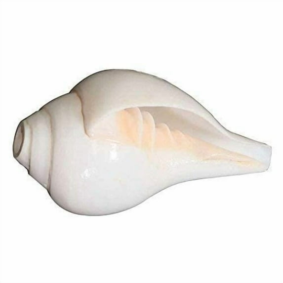 Natural Conch Shell Authentic Decorative & Spiritual Shankh for Pooja, Vastu & Home Décor 6 Inch