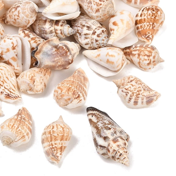Natural Conch Shell Beads Goldenrod 30-55x20-35mm Hole: 1-2mm