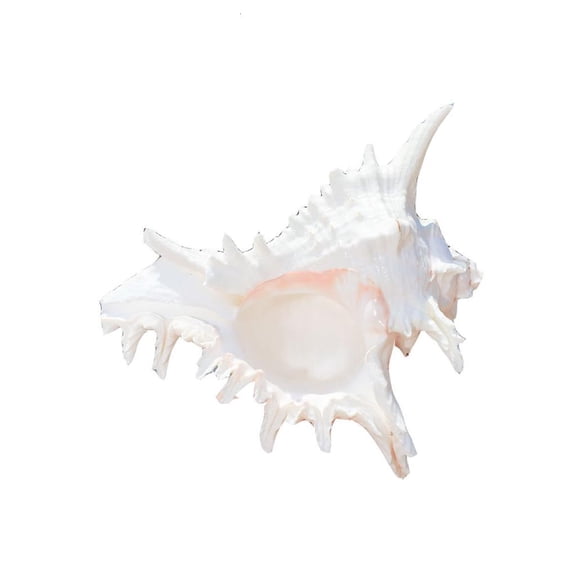 Natural Conch Shell,Large Conch Seashells for Vases Fillers,Living Room Wedding Decors Beach Theme Party Home Decoration