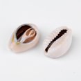 thumbnail image 1 of Natural Cowrie Shell Beads, 1 of 4