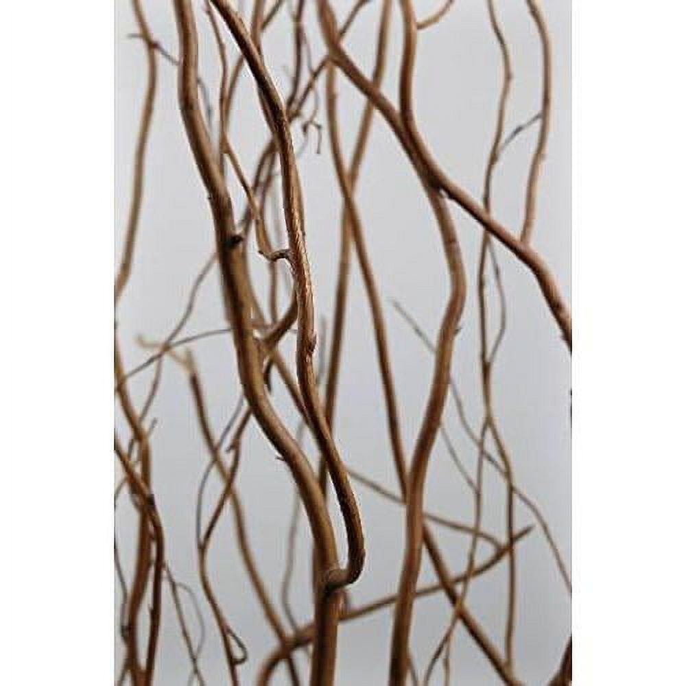 Natural Curly Willow Branches 3'4' Bundle Set Of 6