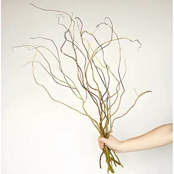 Natural Curly Willow Branches for Decor, 1-2 Feet Long - Wedding or Christmas Decor, Wreathmaking (10 Branches)