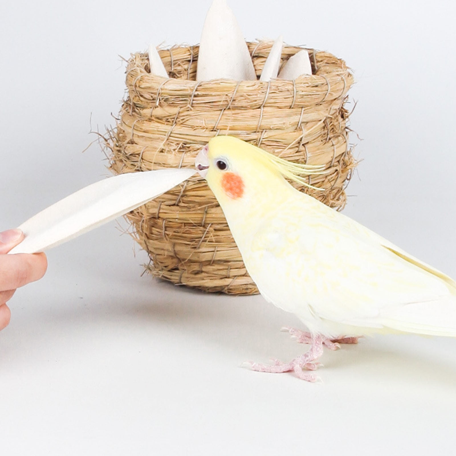 Natural Cuttlefish Bone for Birds Reptiles - Calcium Supplement Chew ...