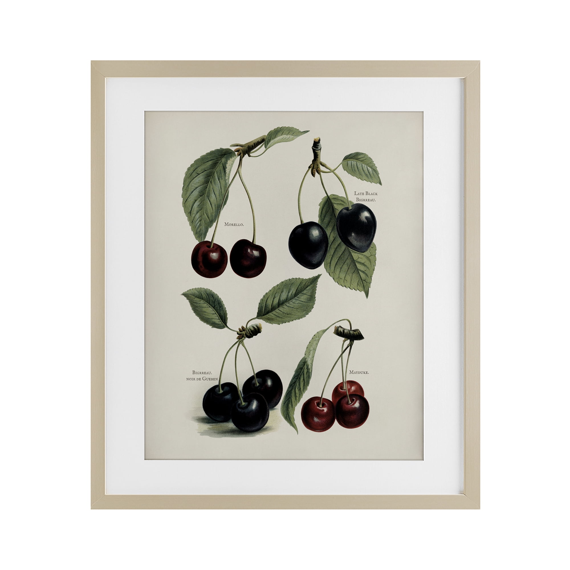Natural Detailed Cherry Studies Birch Framed Print Under Glass, design by Lettered and Lined
