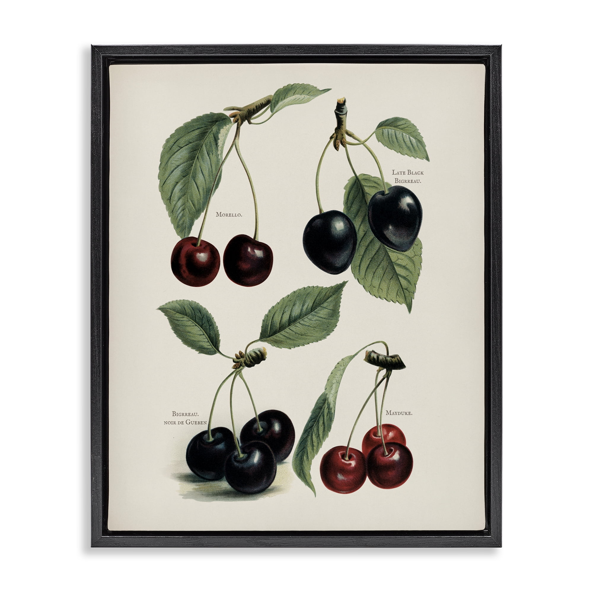 Natural Detailed Cherry Studies Black Framed Floater Canvas Wall Art, design by Lettered and Lined