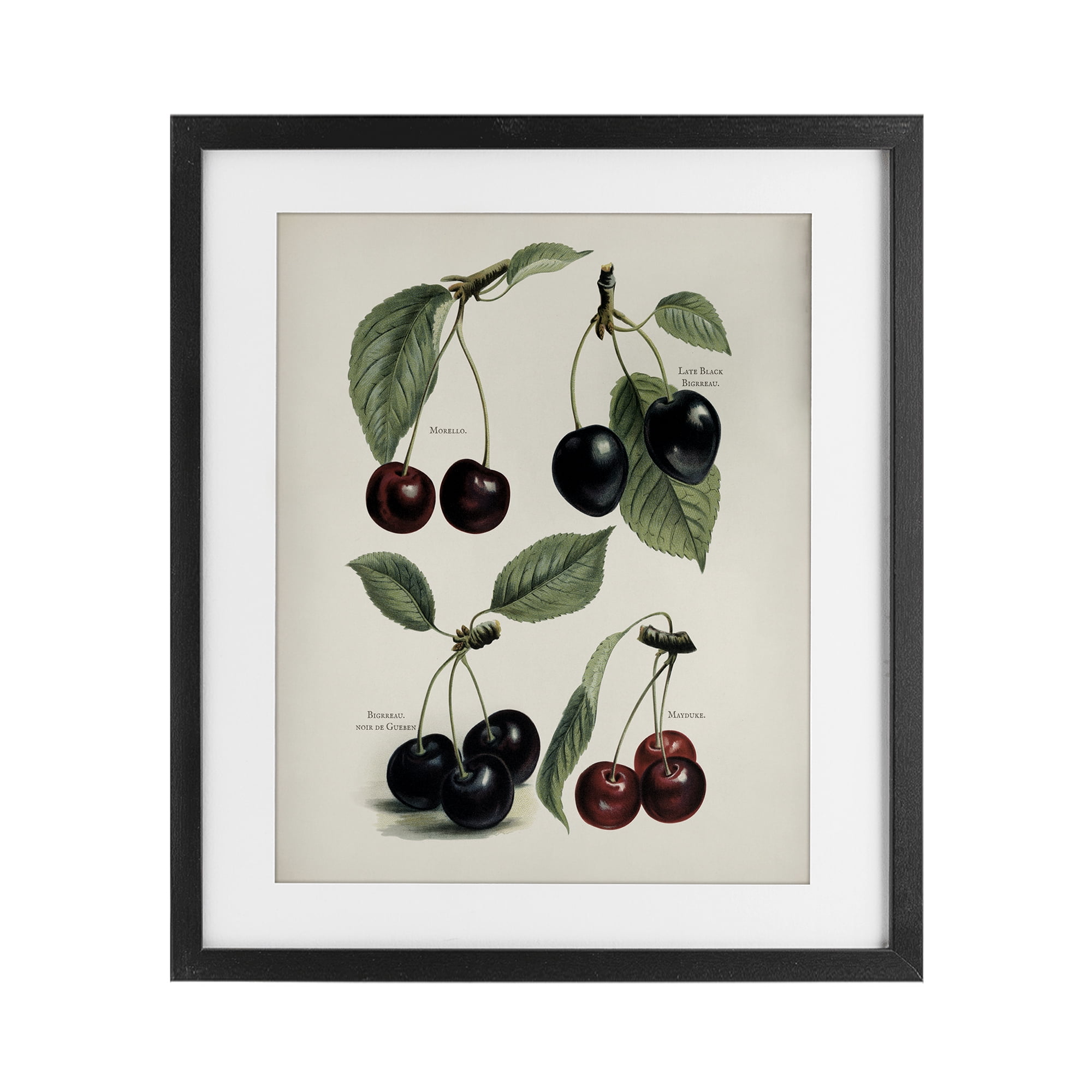 Natural Detailed Cherry Studies Black Framed Print Under Glass, design by Lettered and Lined