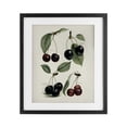 thumbnail image 1 of Stupell Industries Traditional Natural Detailed Cherry Studies Black Framed Print Under Glass, 13 x 16, by Lettered and Lined, 1 of 8