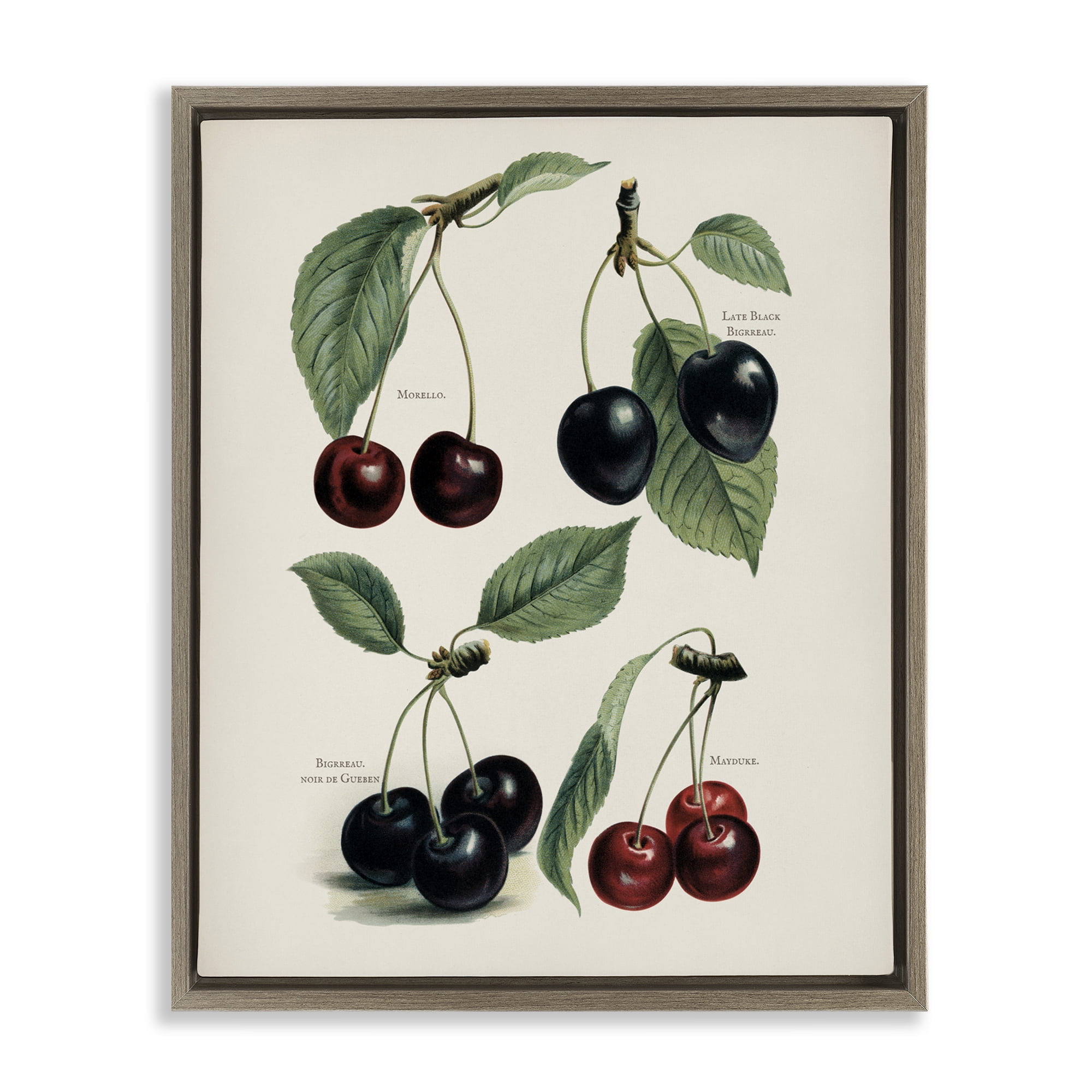 Natural Detailed Cherry Studies Brown Framed Floater Canvas Wall Art, design by Lettered and Lined