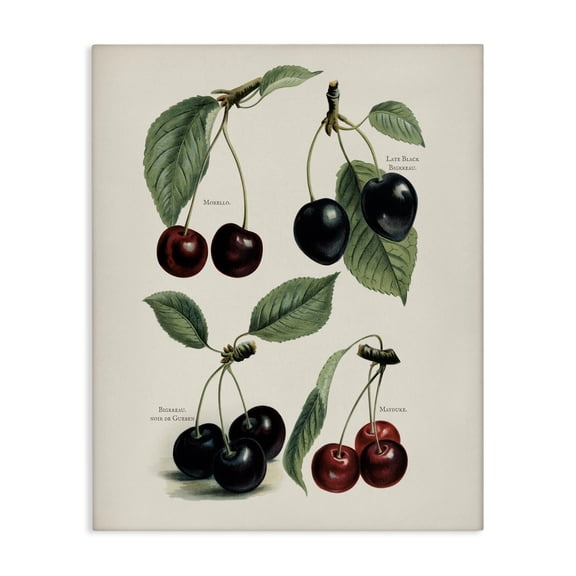 Natural Detailed Cherry Studies Canvas Wall Art, design by Lettered and Lined