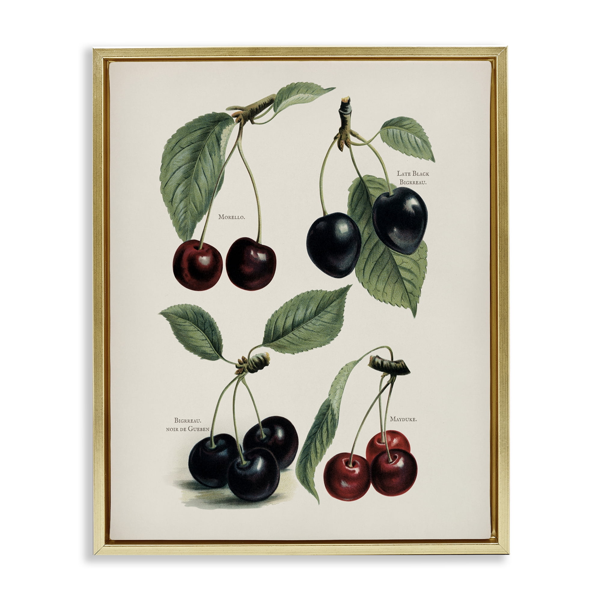 Natural Detailed Cherry Studies Gold Framed Floater Canvas Wall Art, design by Lettered and Lined