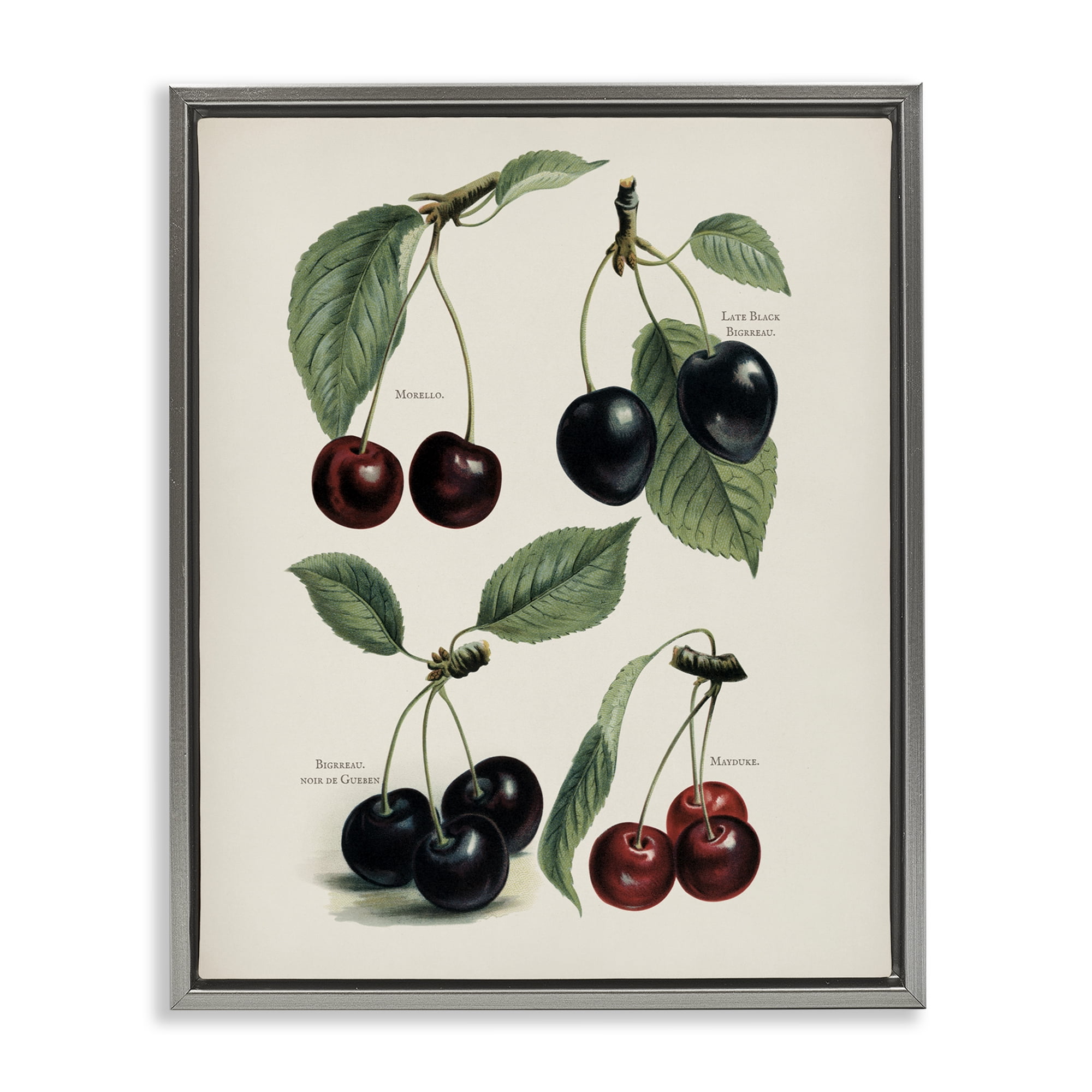 Natural Detailed Cherry Studies Gray Framed Floater Canvas Wall Art, design by Lettered and Lined