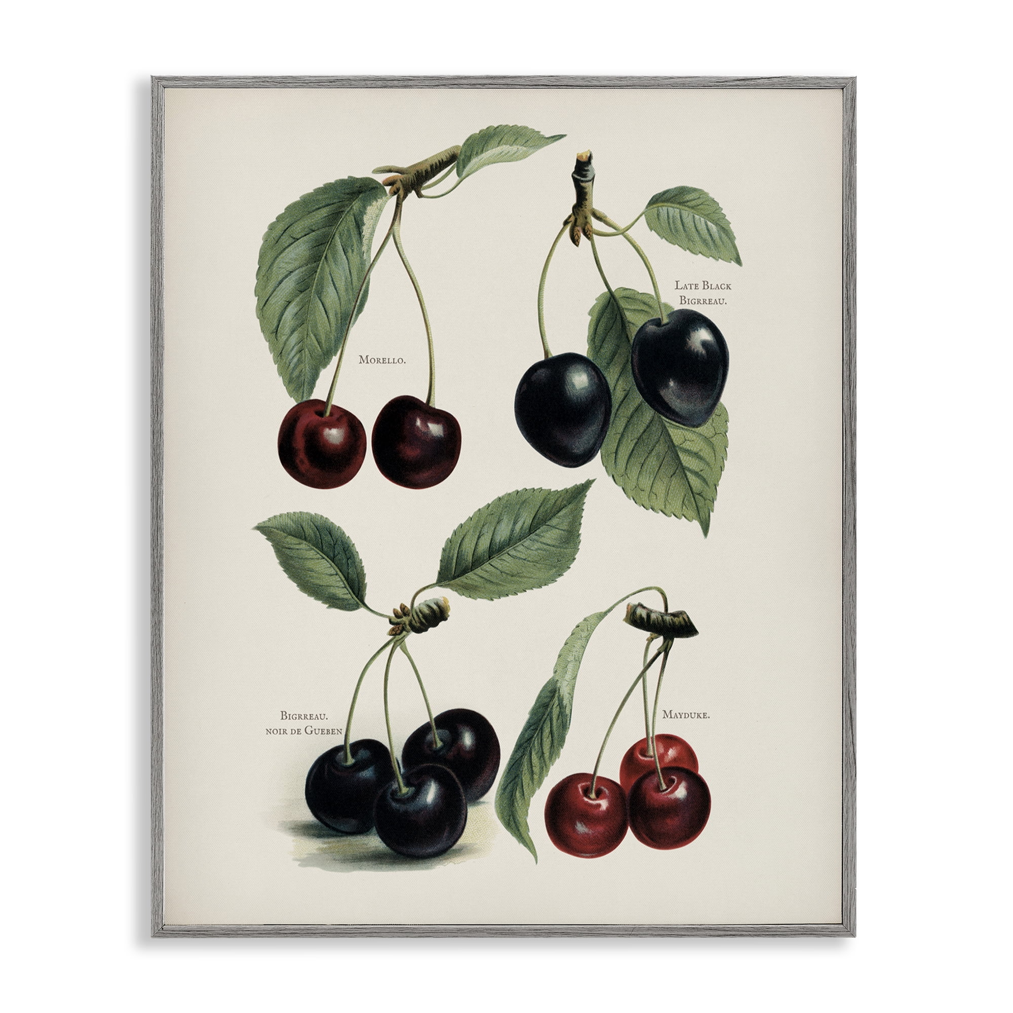 Natural Detailed Cherry Studies Gray Framed Giclee Art, design by Lettered and Lined