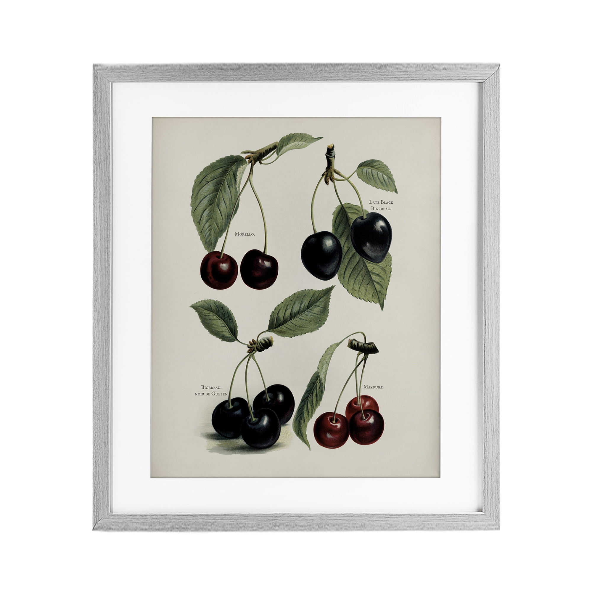Natural Detailed Cherry Studies Gray Framed Print Under Glass, design by Lettered and Lined