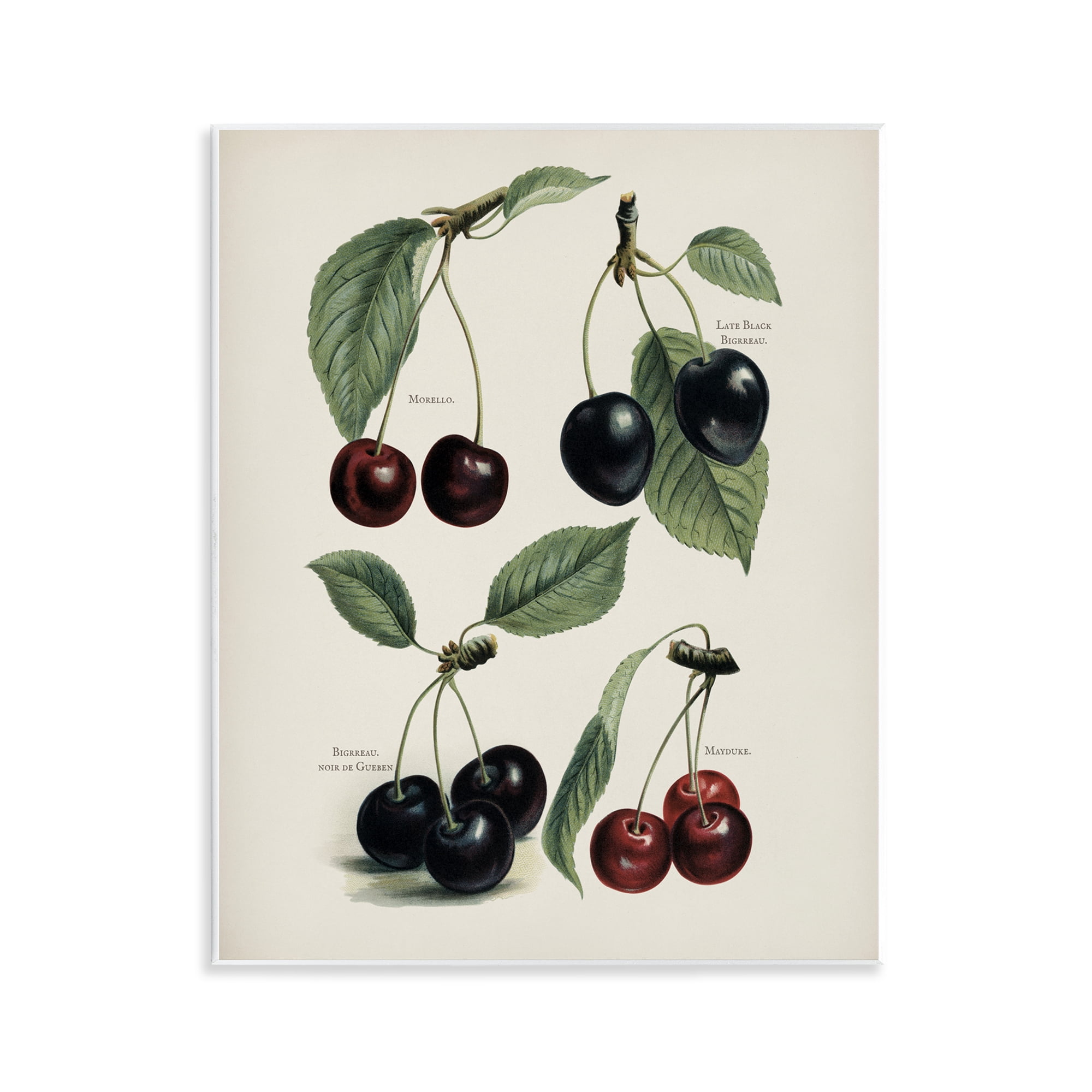 Natural Detailed Cherry Studies Wall Plaque Art, design by Lettered and Lined