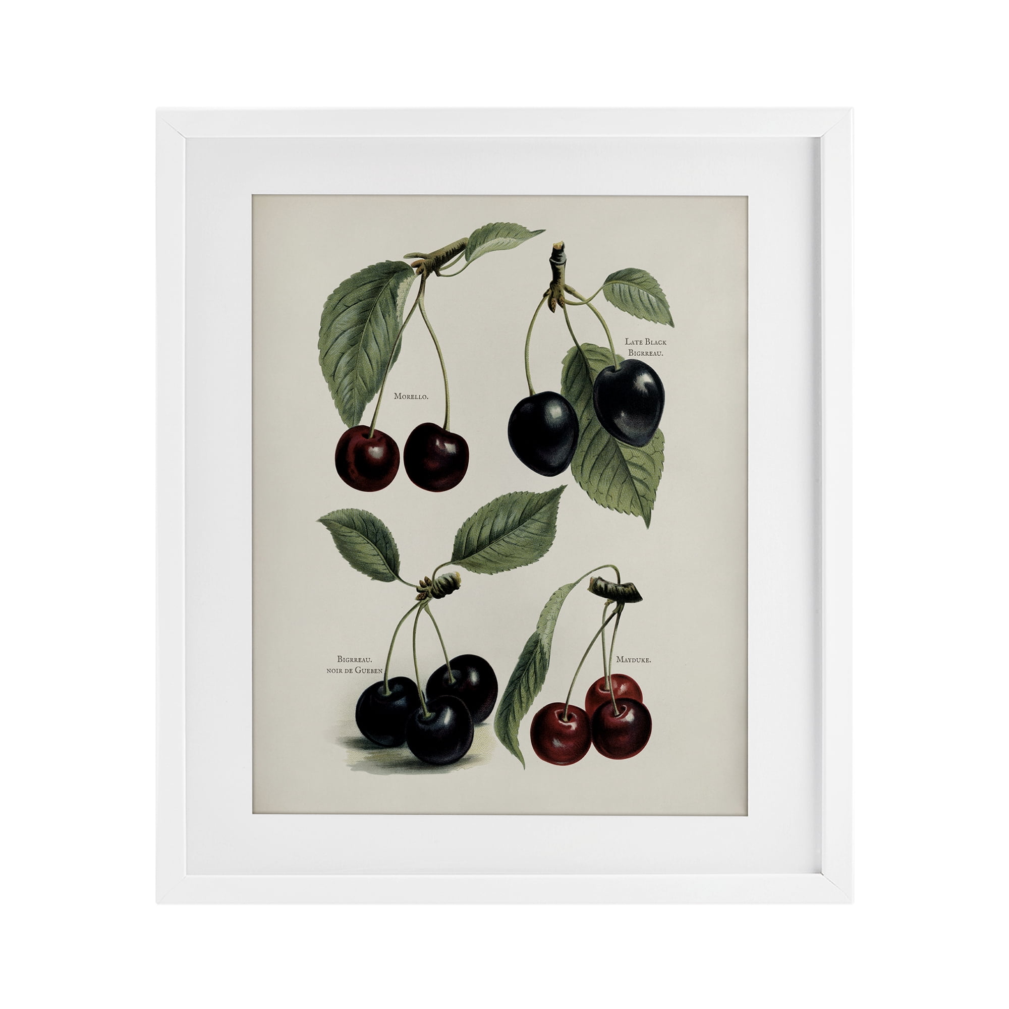 Natural Detailed Cherry Studies White Framed Print Under Glass, design by Lettered and Lined