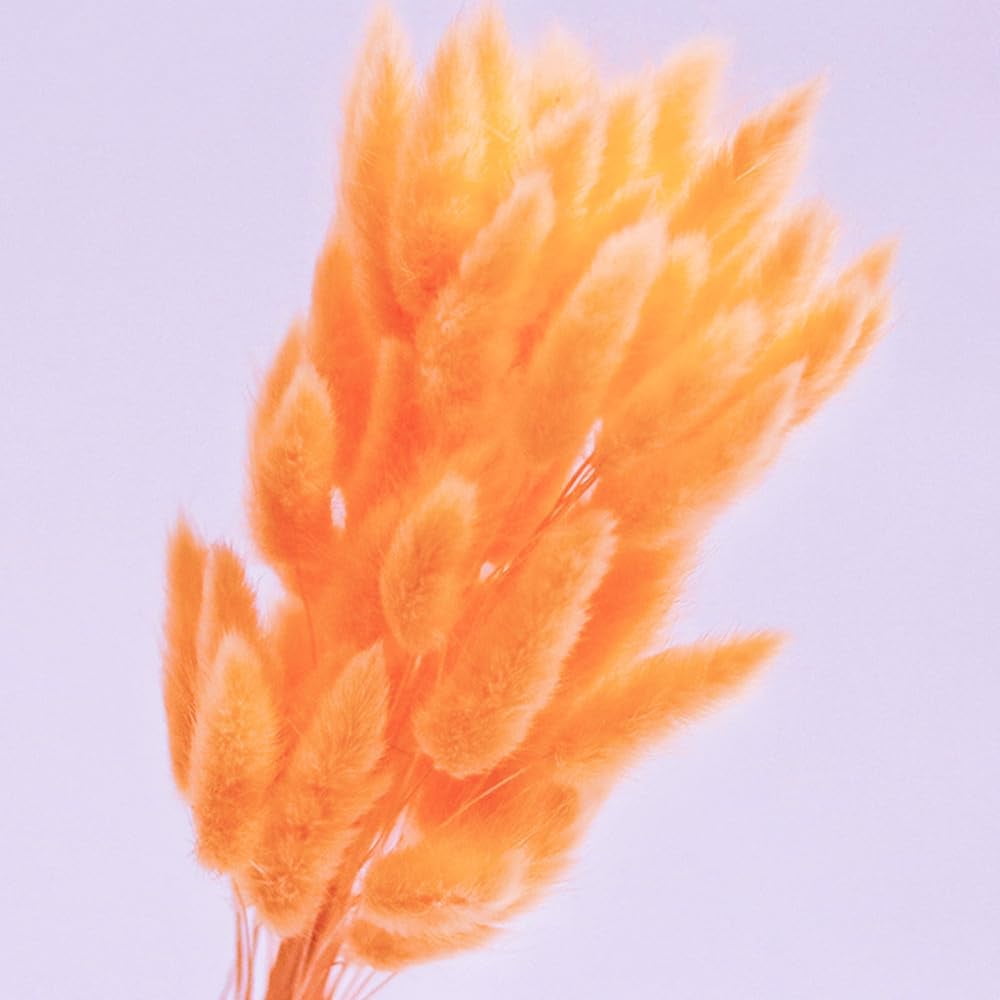 Natural Dried Bunny Tail Grass Real Flower Eternal Flower Lagurus Ovatus Dry Grass Dried Flowers Pampas Grass Bouquet Rabbit Tail Grass Stems forHome Decor and Fall Theme Decorati(7"/White)