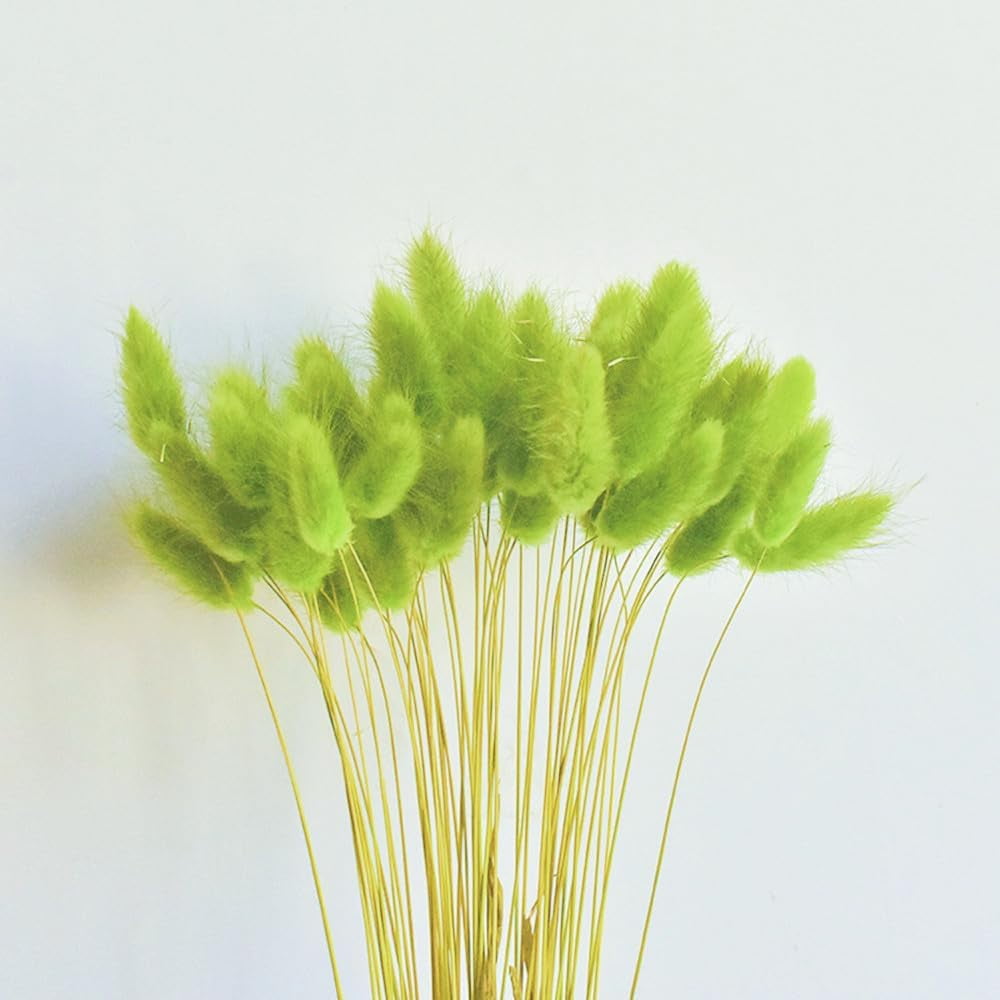 Natural Dried Bunny Tail Grass Real Flower Eternal Flower Lagurus Ovatus Dry Grass Dried Flowers Pampas Grass Bouquet Rabbit Tail Grass Stems forHome Decor and Fall Theme Decorati(7"/White)